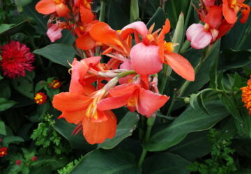 The Enchanting Canna Lily