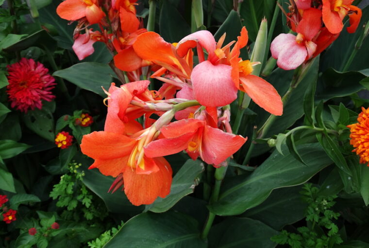 The Enchanting Canna Lily