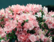 A Guide to Caring for Potted Azaleas