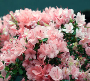 A Guide to Caring for Potted Azaleas
