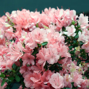A Guide to Caring for Potted Azaleas