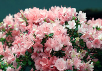 A Guide to Caring for Potted Azaleas