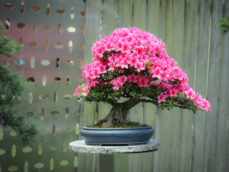 A splash of color in your winter home how to care for potted azaleas