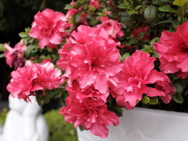 A Splash Of Color In Your Winter Home How To Care For Potted Azaleas Garden Guide