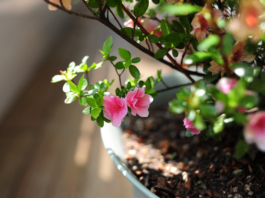 A Splash Of Color In Your Winter Home: How To Care For Potted Azaleas ...