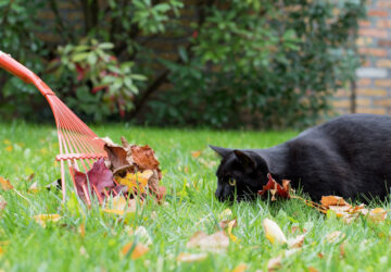 Lawn Perfection: Expert Care Tips