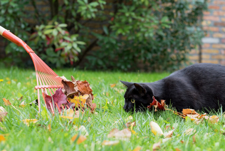 Lawn Perfection: Expert Care Tips