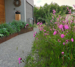 Celebrate No Mow May