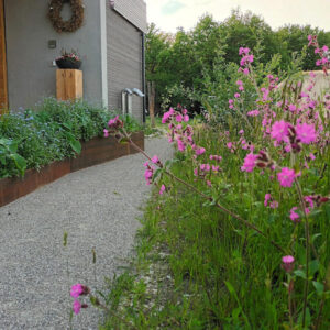 Celebrate No Mow May