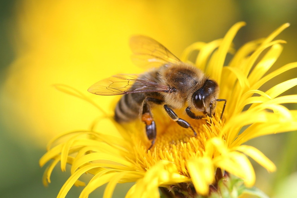 Celebrating Nature: Key International Days For Gardens, Horticulture 