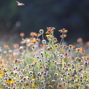 Exploring the Charms of Prairie-Style Gardens