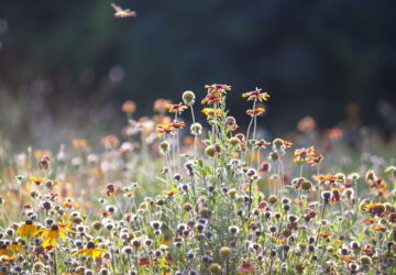 Exploring the Charms of Prairie-Style Gardens