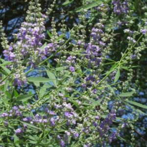 Chaste Tree: A Garden Delight