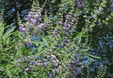 Chaste Tree: A Garden Delight
