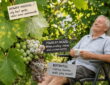 Downy Mildew, Powdery Mildew and Botrytis: Check Your Grapevines