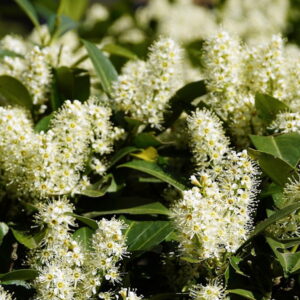 Cherry Laurel (Prunus laurocerasus)