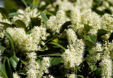 Cherry Laurel (Prunus laurocerasus)