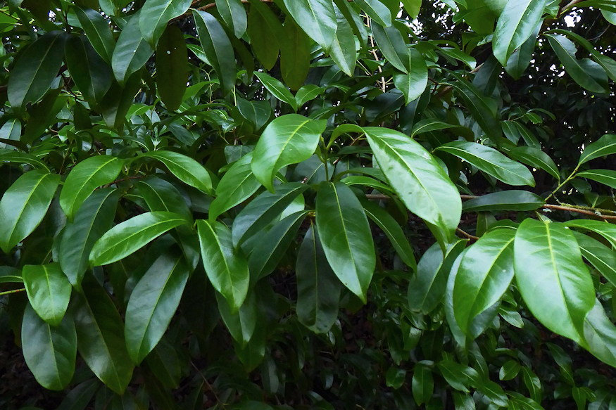 Cherry Laurel (Prunus laurocerasus)