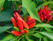 Fascinating Facts About Chili Peppers