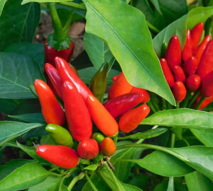Fascinating Facts About Chili Peppers