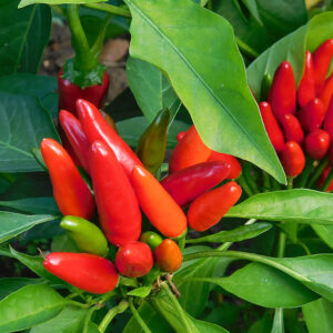 Fascinating Facts About Chili Peppers