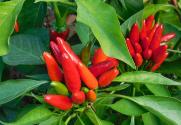 Fascinating Facts About Chili Peppers