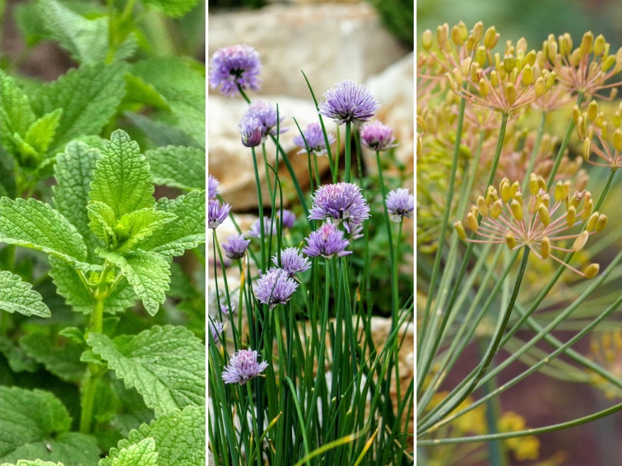 The Best Edible Plants for Shady Gardens