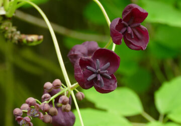 The Sweet and Unusual Chocolate Vine
