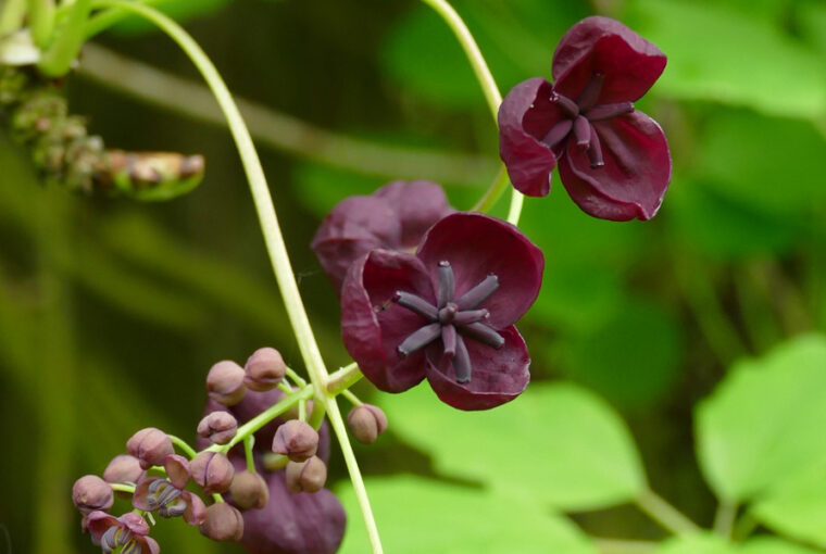 The Sweet and Unusual Chocolate Vine
