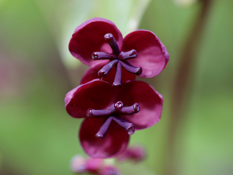 The Sweet and Unusual Chocolate Vine A Unique Addition to Your Garden