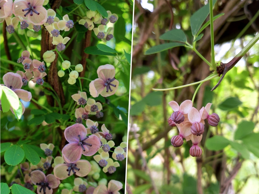 The Sweet And Unusual Chocolate Vine: A Unique Addition To Your Garden ...