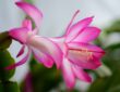 Tips for Caring for Your Christmas Cactus