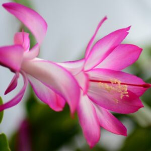 Tips for Caring for Your Christmas Cactus