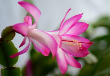 Tips for Caring for Your Christmas Cactus