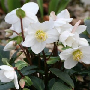 The Beauty of Christmas Roses