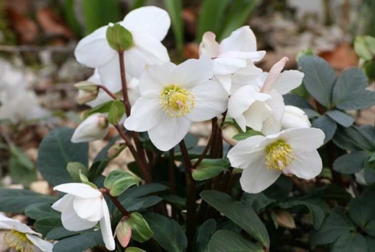 The Beauty of Christmas Roses