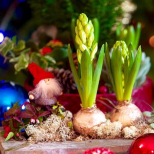 The Magic of Christmas-Blooming Hyacinths
