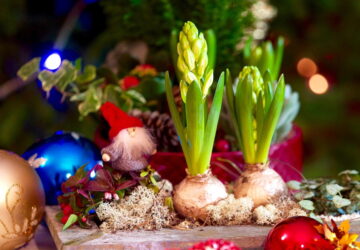 The Magic of Christmas-Blooming Hyacinths