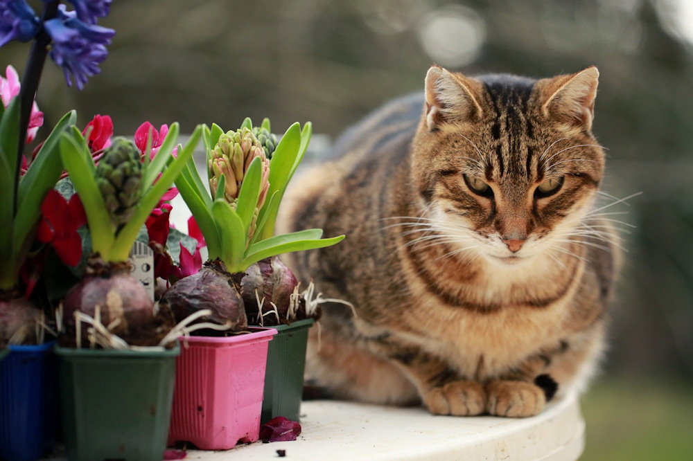 Unwrapping the Magic of Christmas-Blooming Hyacinths
