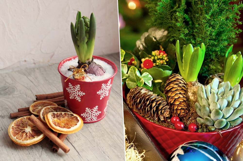 Unwrapping the Magic of Christmas-Blooming Hyacinths