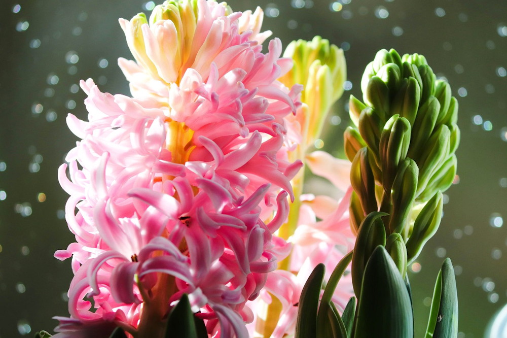 Unwrapping the Magic of Christmas-Blooming Hyacinths