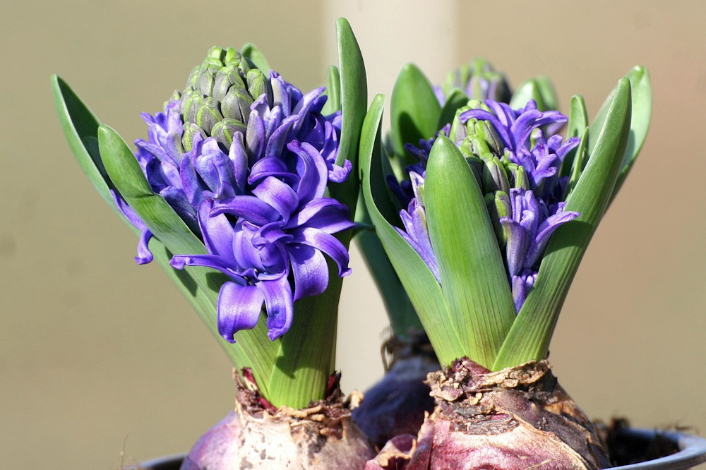 Unwrapping the Magic of Christmas-Blooming Hyacinths