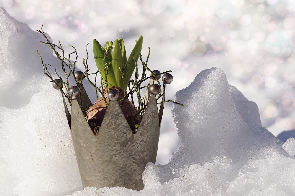 Unwrapping the Magic of Christmas-Blooming Hyacinths
