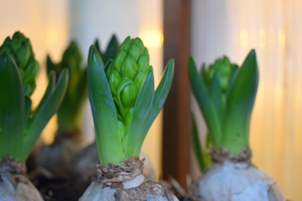 Unwrapping the Magic of Christmas-Blooming Hyacinths