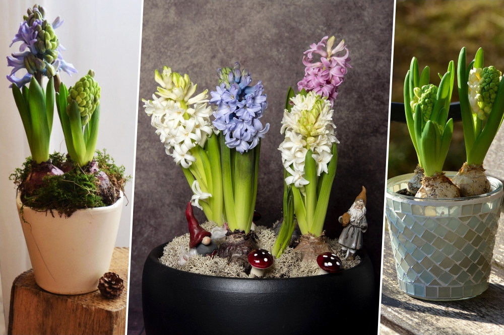 Unwrapping the Magic of Christmas-Blooming Hyacinths