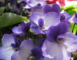 Celebrating Christmas with African Violets