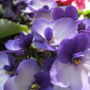 Celebrating Christmas with African Violets