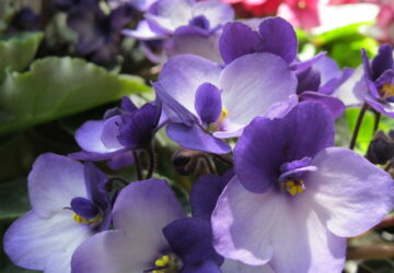 Celebrating Christmas with African Violets