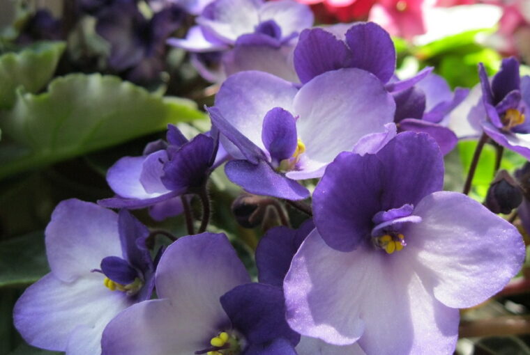 Celebrating Christmas with African Violets