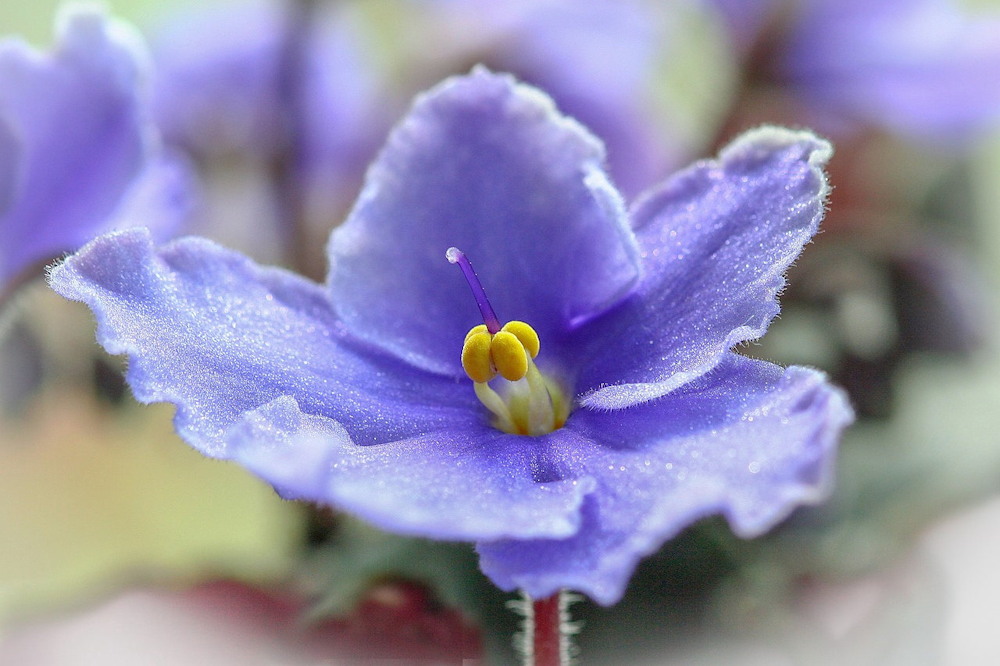 Celebrating Christmas with African Violets